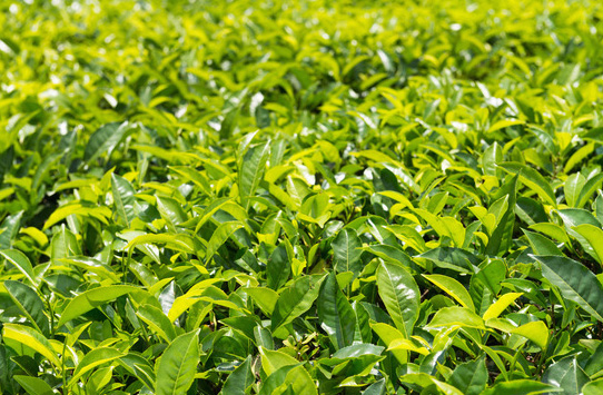 Ceylon Tea Plantation