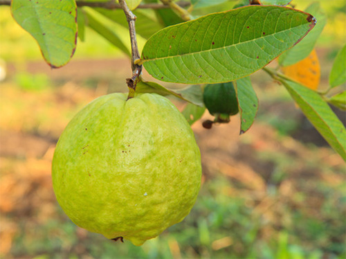 Guava fruit growing on tree