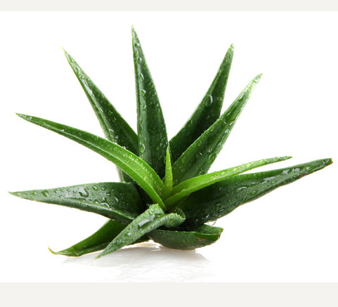 Aloe Vera, one of nature's best natural antihistamines