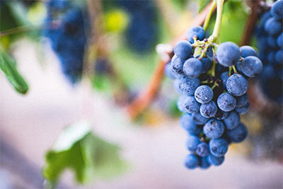 wine grapes before harvest