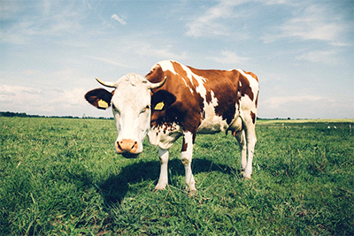dairy milk cow in field