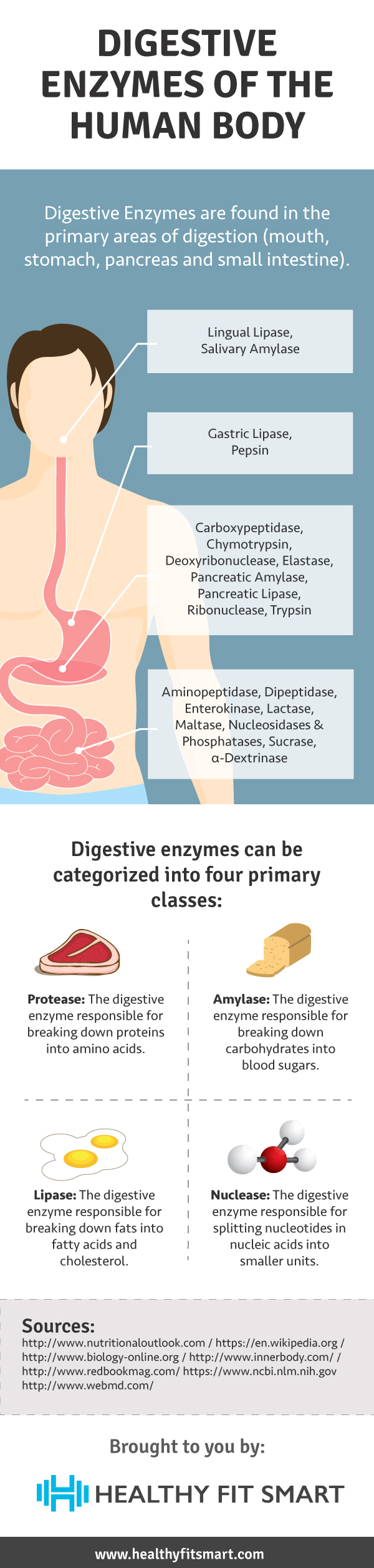 Digestive Enzymes Infographic